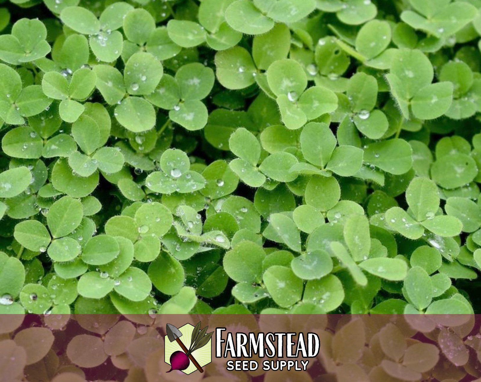 5,700+ Red Mammoth Clover Seeds | Butterfly/Bee Pollinator Flower Gardening