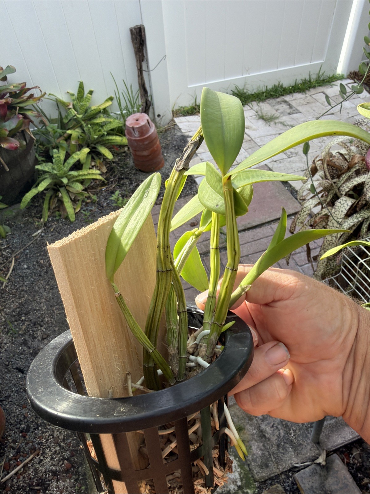 Myrmecocattleya Luster ‘Gazelle’ Schomburgkia Orchid Plant Bare Root