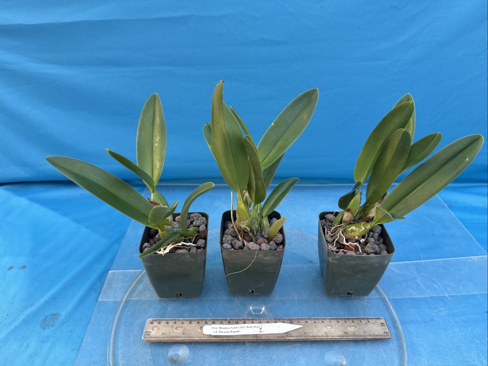(Ltn Meadow Gold X Myl. Ruby Ray) X Cattleya Pacavia Orchid Eros 4” Pot