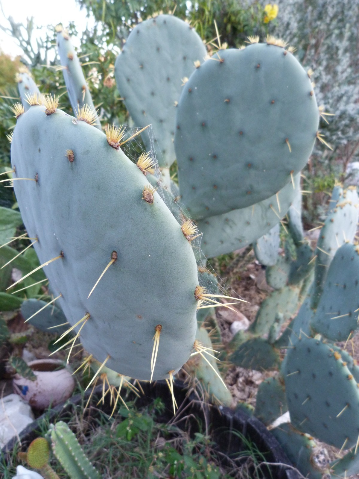 1 Nice Pad Opuntia engelmannii West Texas PRICKLY PEAR CACTUS nice yellow blooms