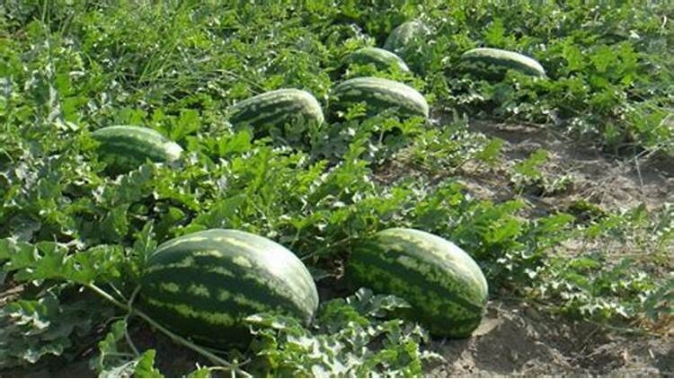 10 Seeds Calsweet Watermelon Vegetable Planting NON-GMO Heirloom Garden EZ2 GROW