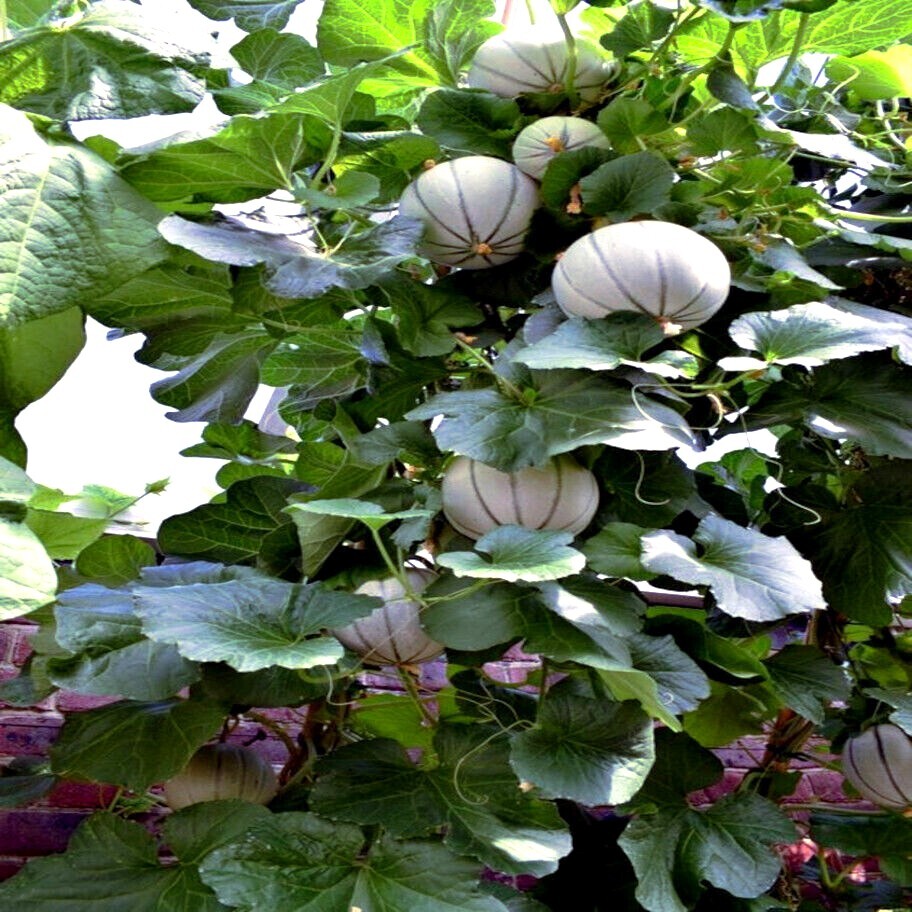10 Charentais Melon Cantaloupe Seeds NON~GMO Organic Garden Fruit Hybrid Plant