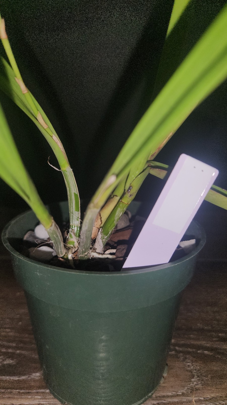 Encyvola Jairak Treasure ‘Brown Bird’ 3.5″ Pot BS Division