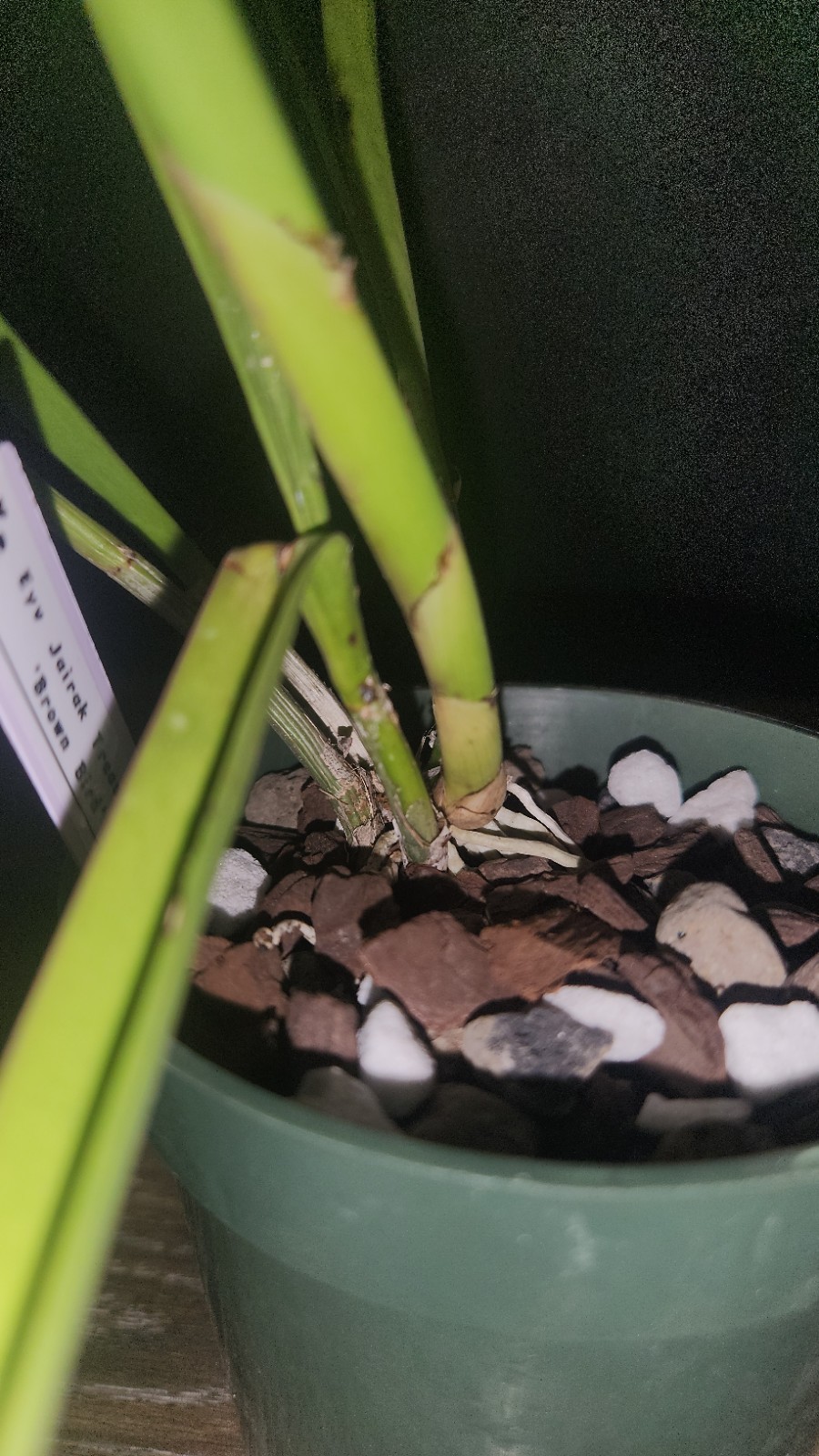 Encyvola Jairak Treasure ‘Brown Bird’ 3.5″ Pot BS Division