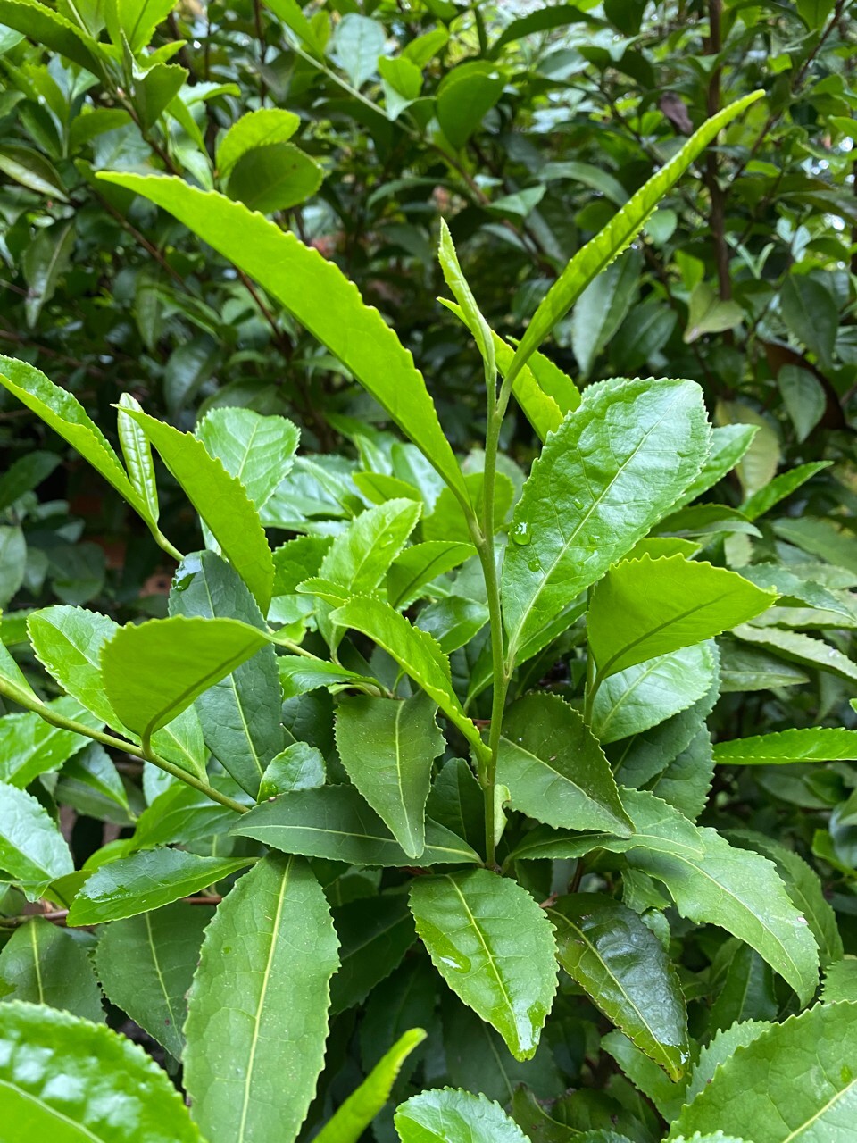 Camellia Sinensis Russian Sochi Tea Plant 6 Fresh Cuttings Cold Hardy to Zone 6b