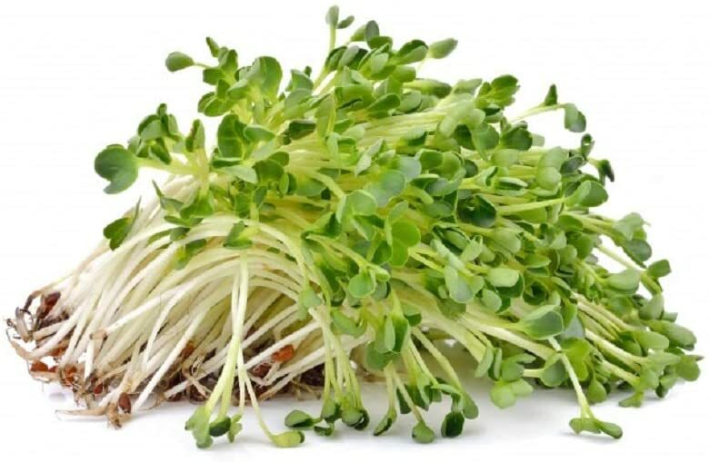 Red Clover Seeds for Sprouting Microgreens, COOL BEANS N SPROUTS brand