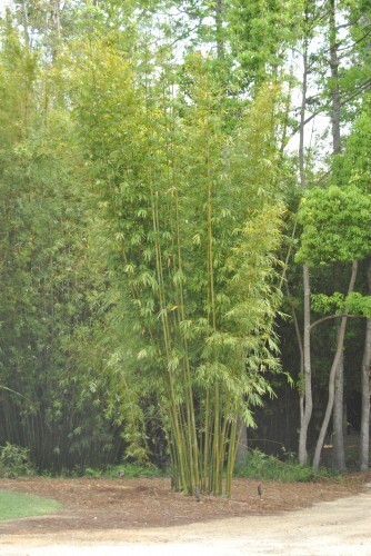 10 Starter Size Bambusa textilis ‘Kanapaha’–Wong Chuk/Royal/Giant Weavers Bamboo
