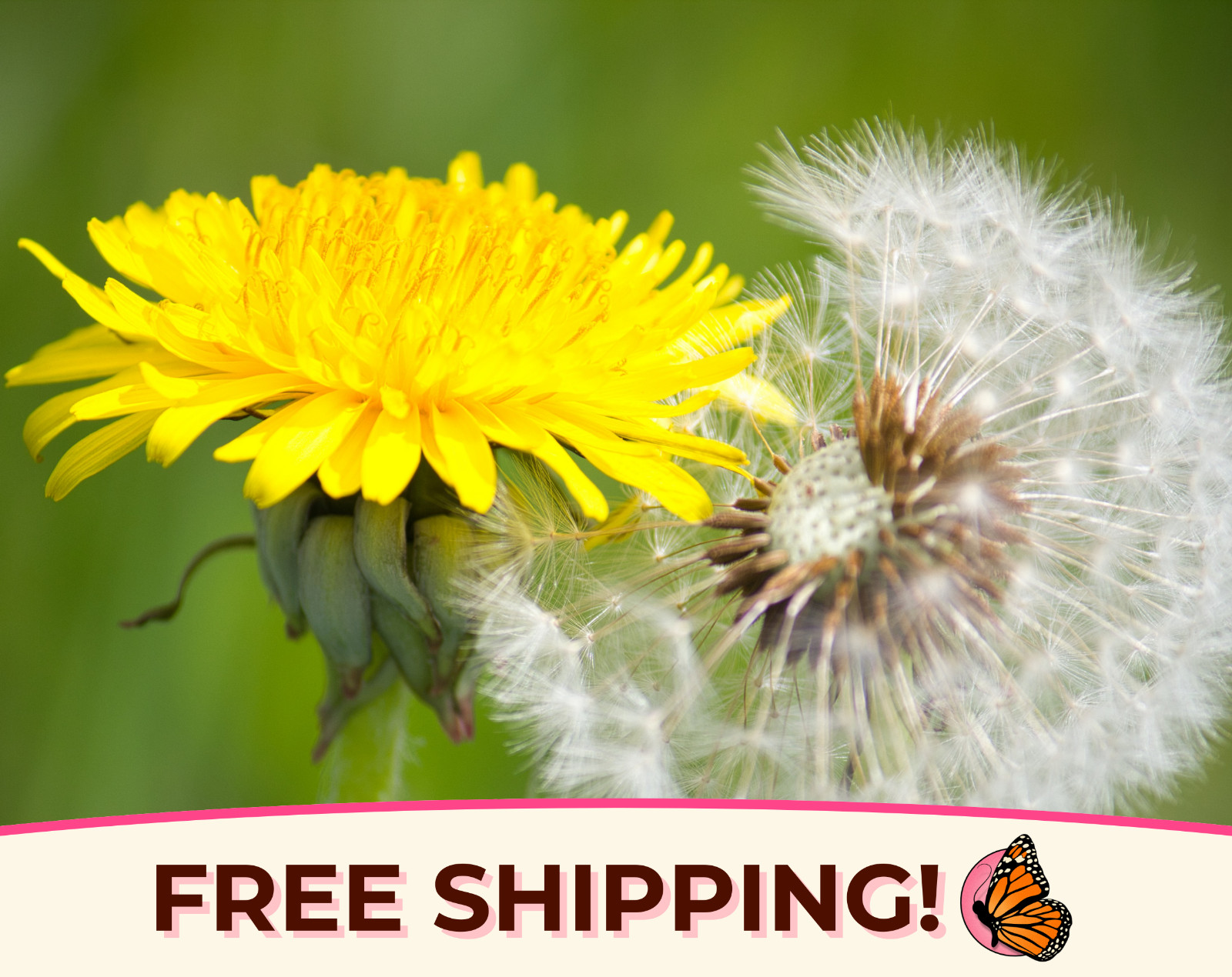1600+ True Wild Native Dandelion Seeds | Non-GMO, Heirloom Flower Gardening USA