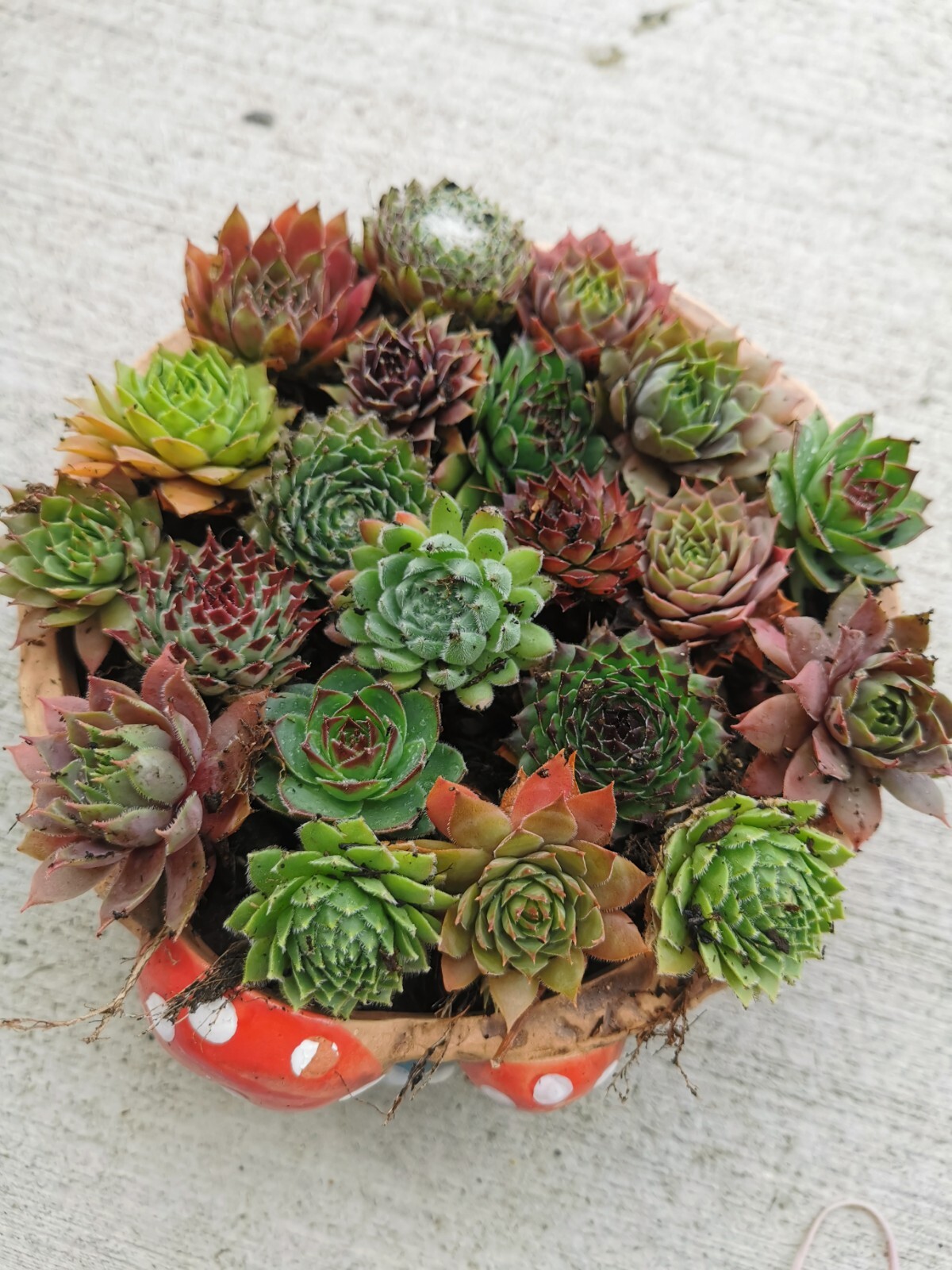 Succulents 9 varieties Hen and Chick Sempervivum Indoor Outdoor Cold Hardy