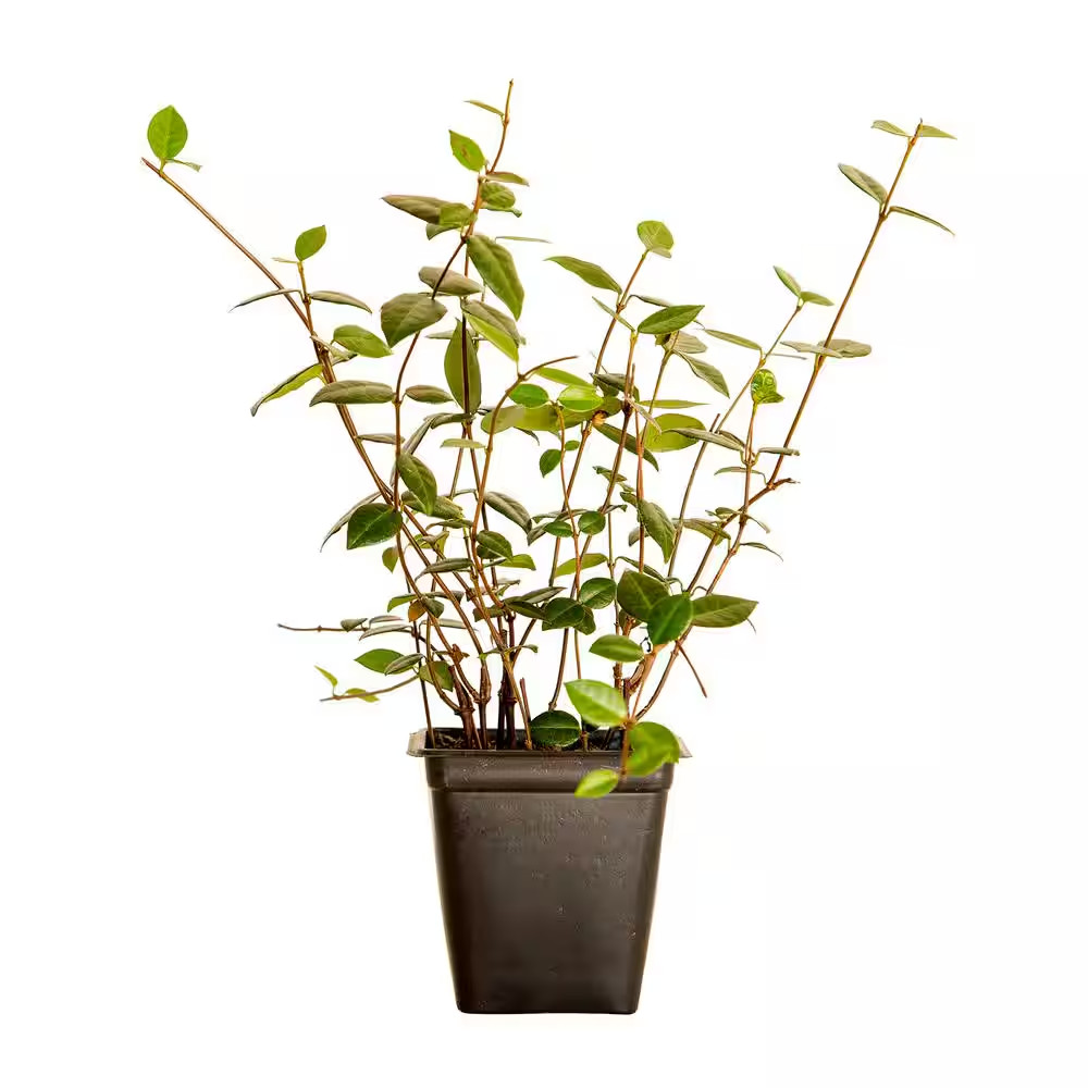 Asiatic Jasmine 3 1/4 In. Pots (54-Pack) – Live Groundcover Plant