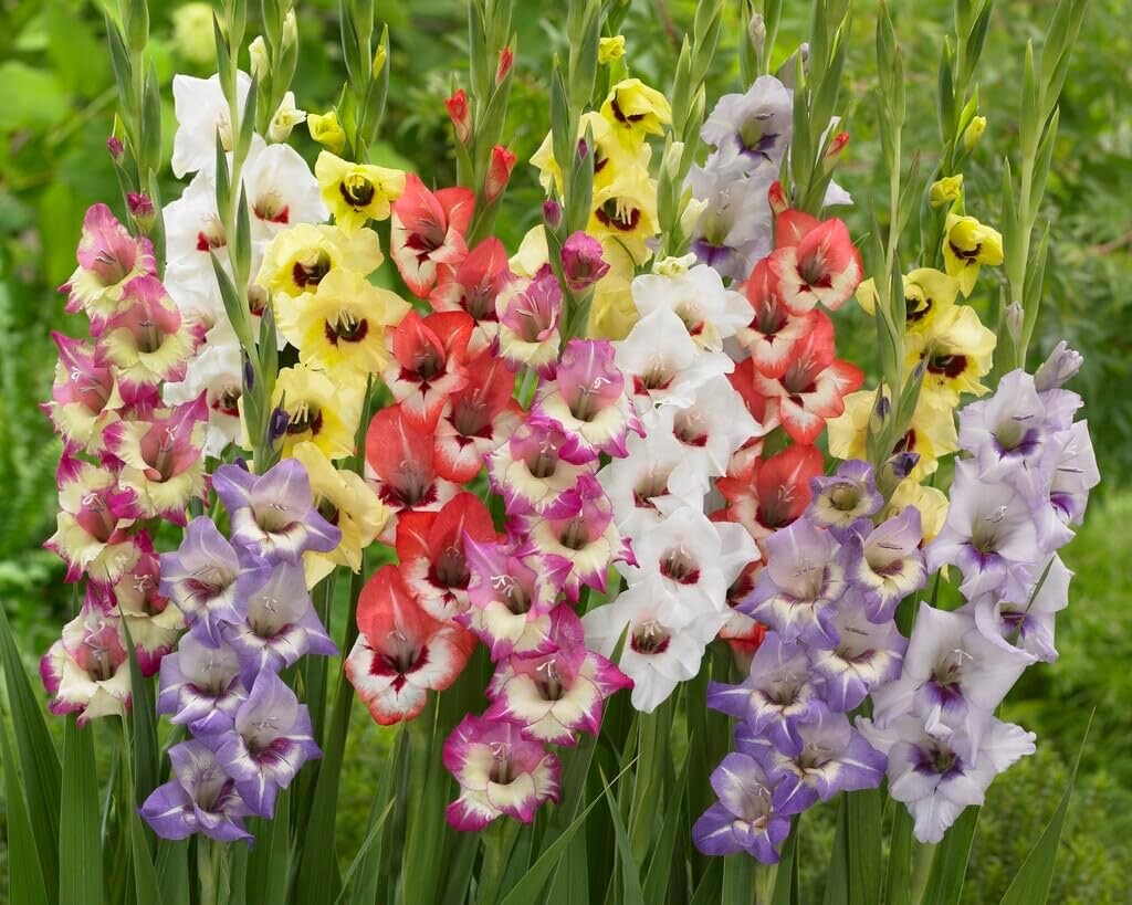 15 Gladiolus Bulbs, Mixed Colors – Sword Lily, Easy to Grow Perennial Garden