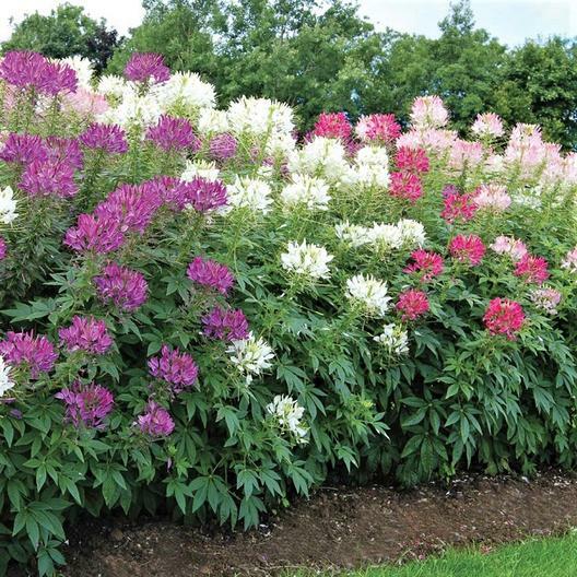 Cleome MIXED COLORS Spider Plant FALL PLANTING Pollinators USA Non-GMO 200 Seeds
