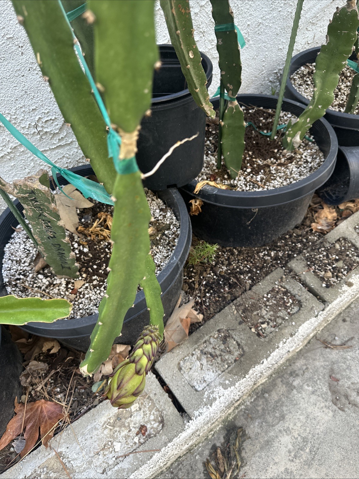 Rare Taiwan Orange Dragon 2 橙龍 2 Dragon Fruit Cutting 10 To 15 Inch