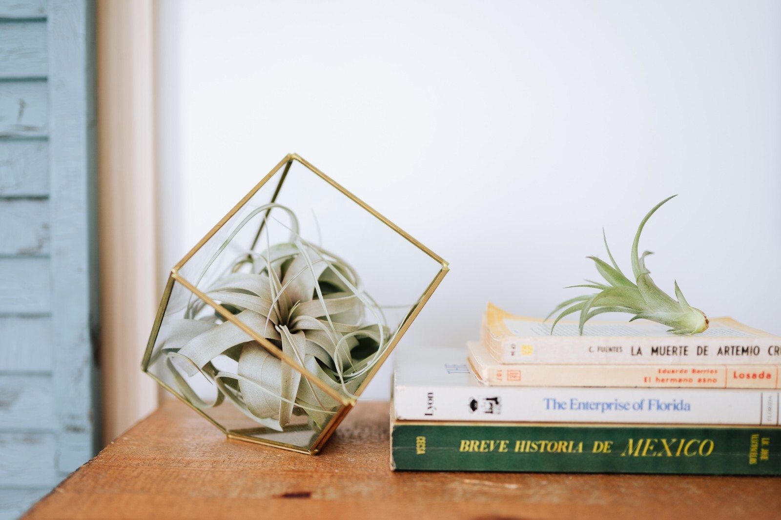 Large Seleriana Air Plant 6–8 Inches – Easy Care Indoor/Outdoor Succulent Decor