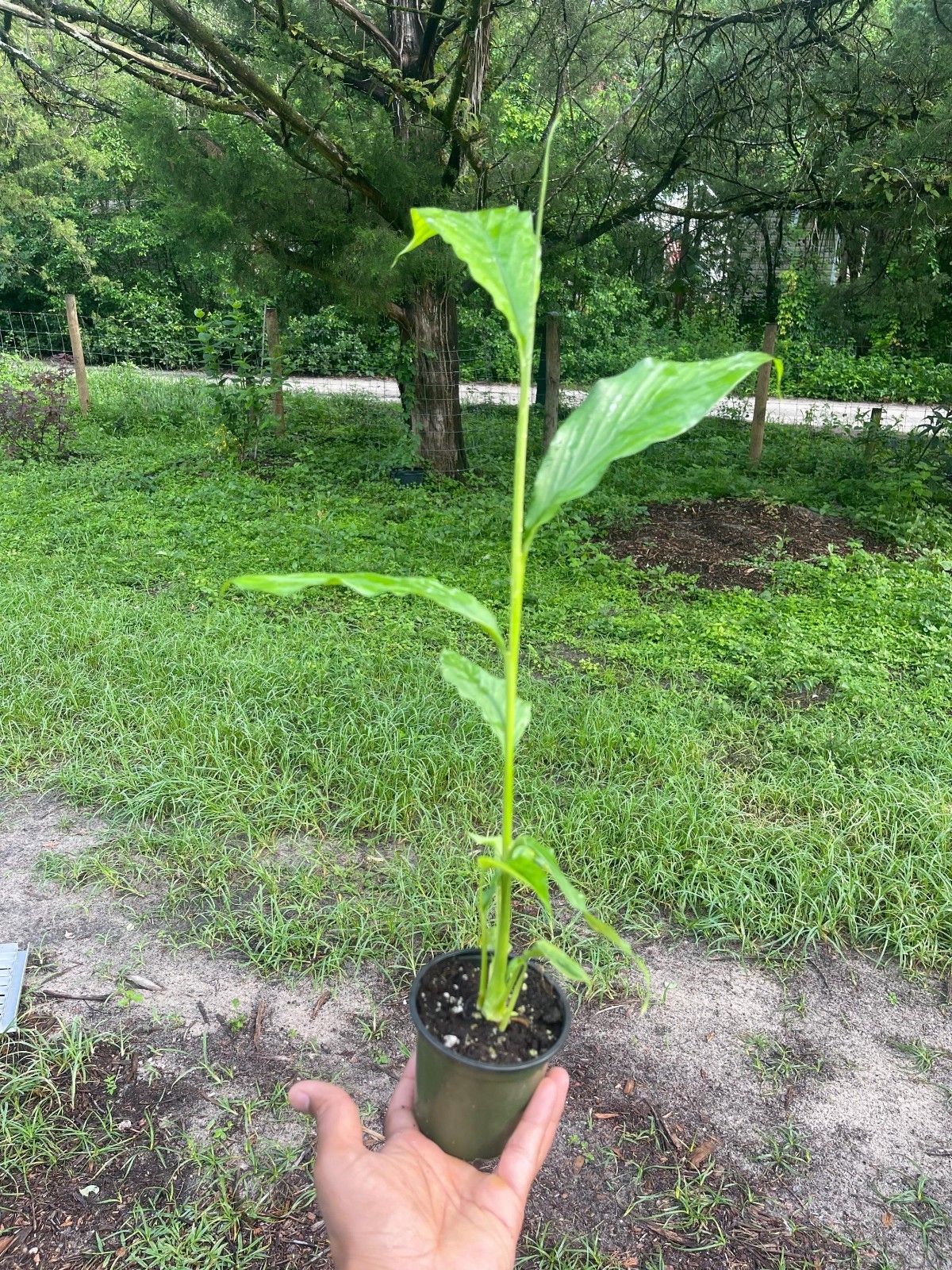 Live Cardamom Plant Elettaria Cardamomum Rare Spice Plant 15+ Tall