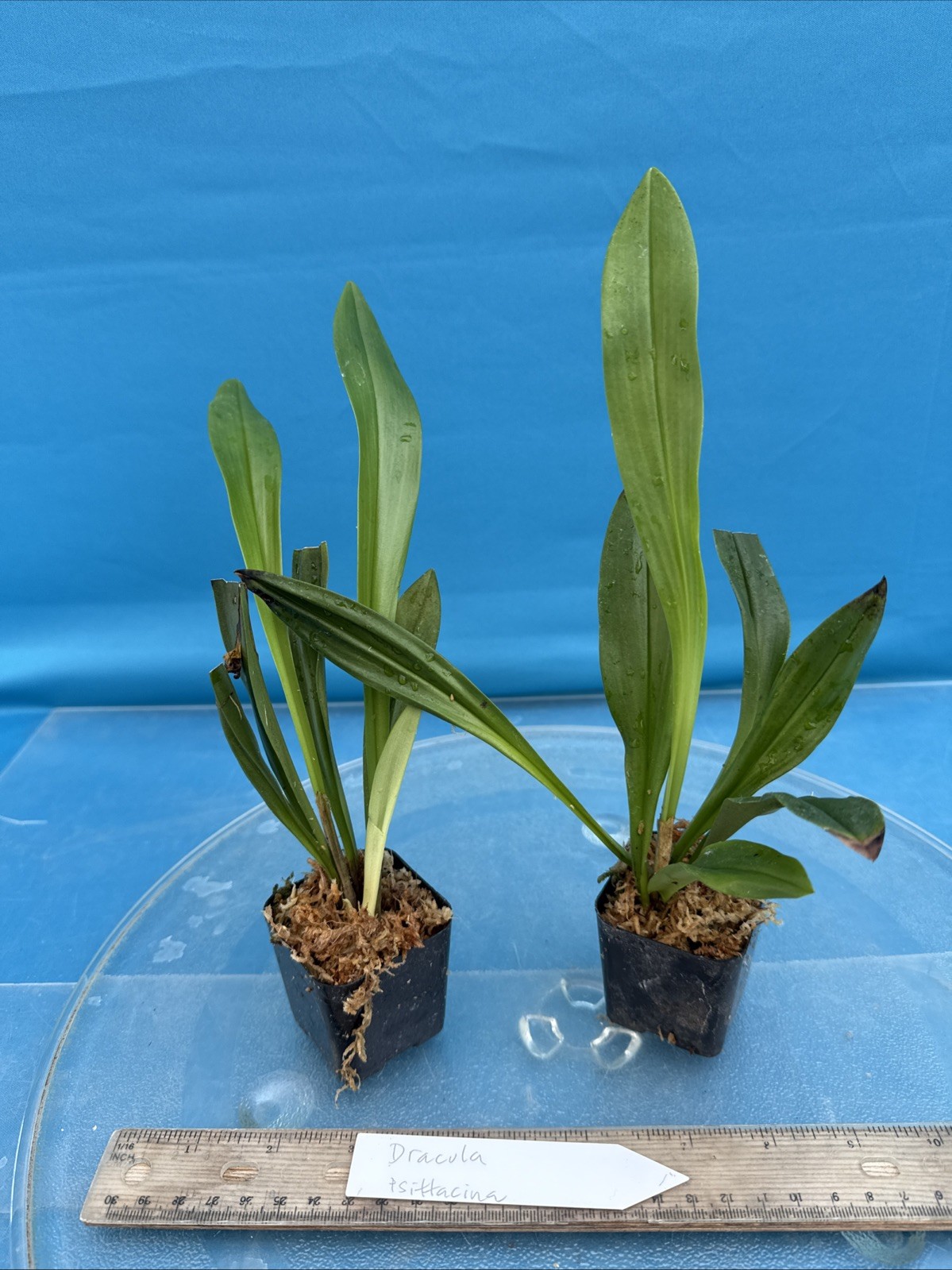 Dracula psittacina Red-Orange Ivory Yellow Bloom Size Orchid Species 1.5” Pot