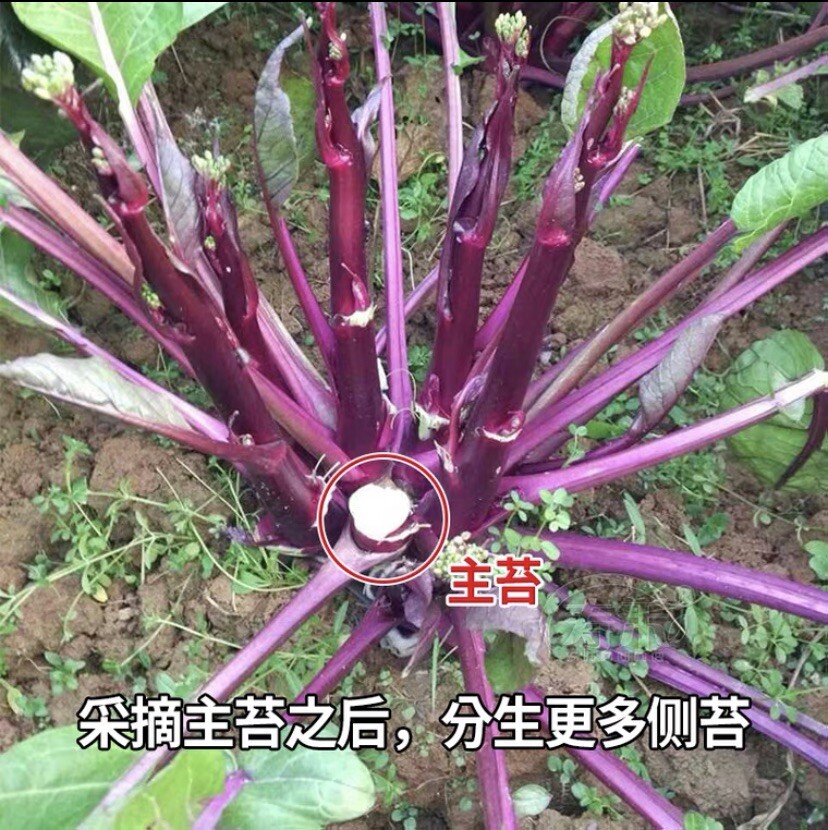 400+Purple Choy Sum seeds Hon-Tsai Tai Kosaitai Flowering Cabbage 400多粒（紫）红菜苔种子