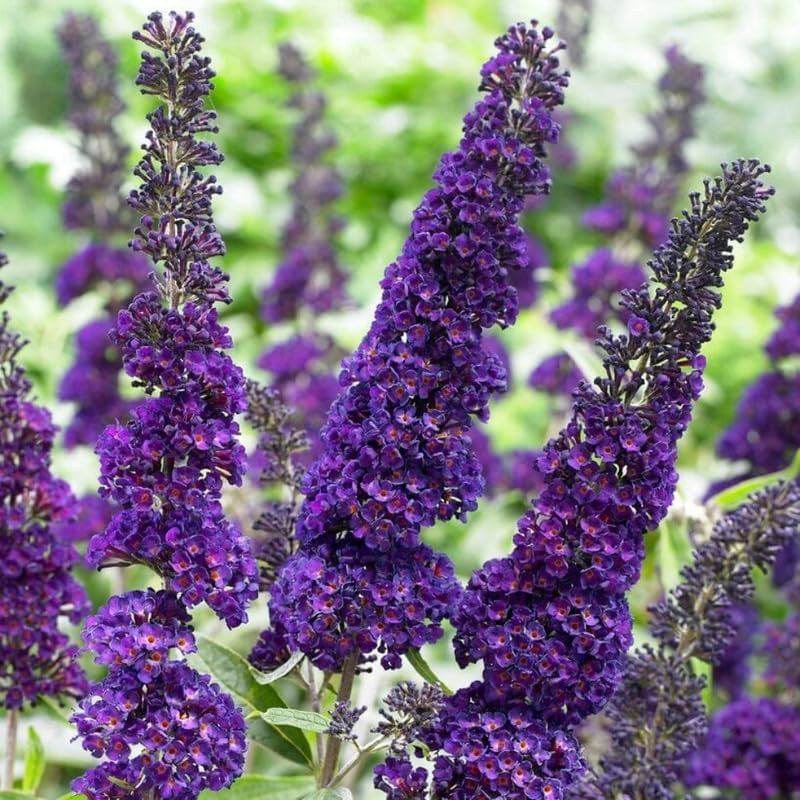 Black-Purple Butterfly Bush Live Shrub Plant Shrub, Buddleia Bush Well Rooted, 5
