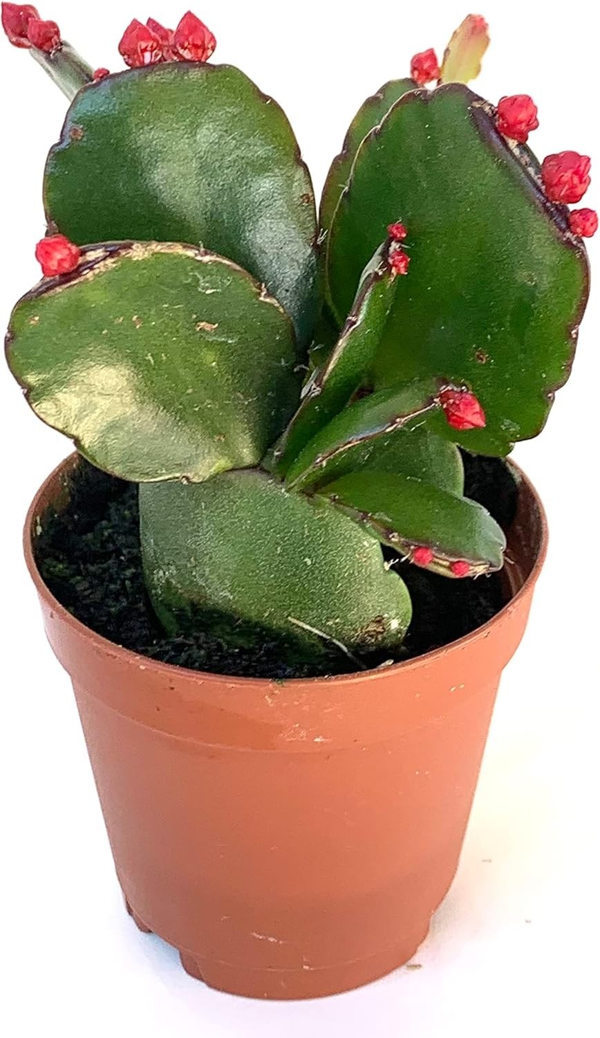 Red Flower Easter Cactus Rhipsalidopsis Gaertnerrii, 2″ Pot