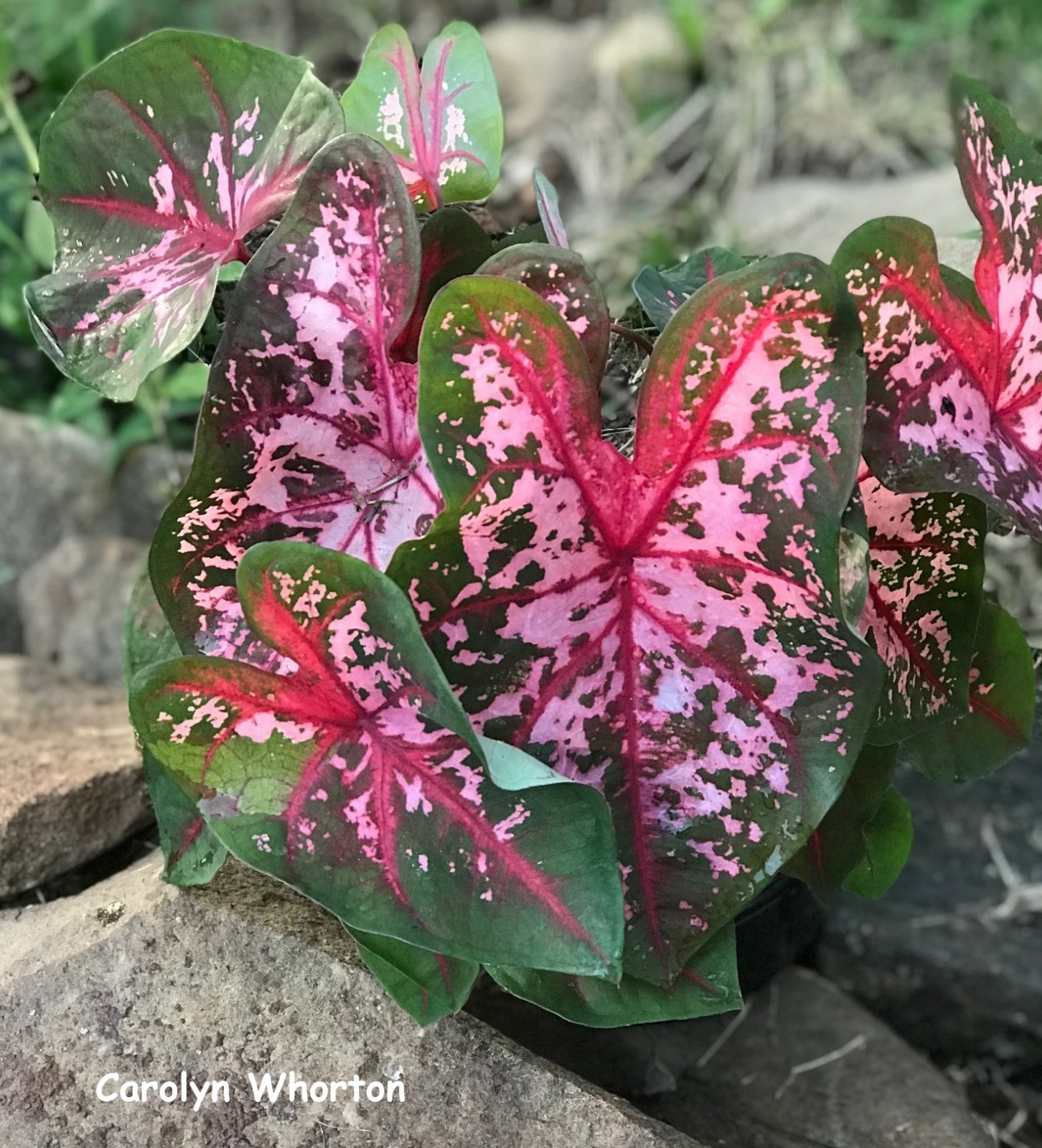 5 Fancy-Leaf CALADIUM Bulbs~CAROLYN WHORTON~Green/Pink/Red Leaves~FREE SHIP