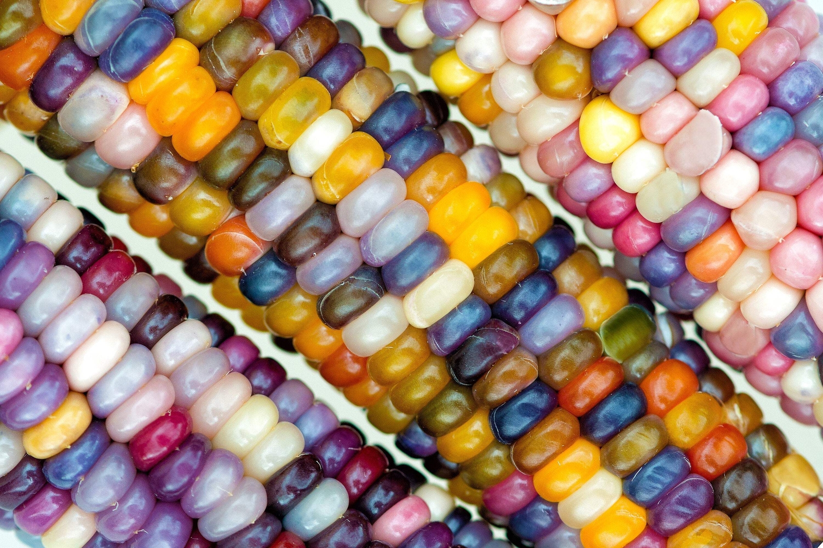 30 GLASS GEM CORN Mixed Colors Ornamental Edible Zea Mays Heirloom Veggie Seeds