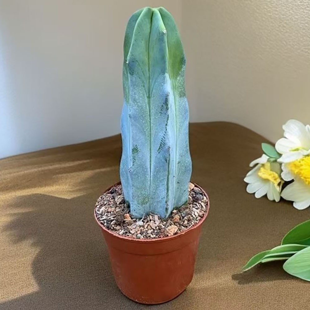 Myrtillocactus geometrizans – Rare Live Cactus for Home & Office Decoration