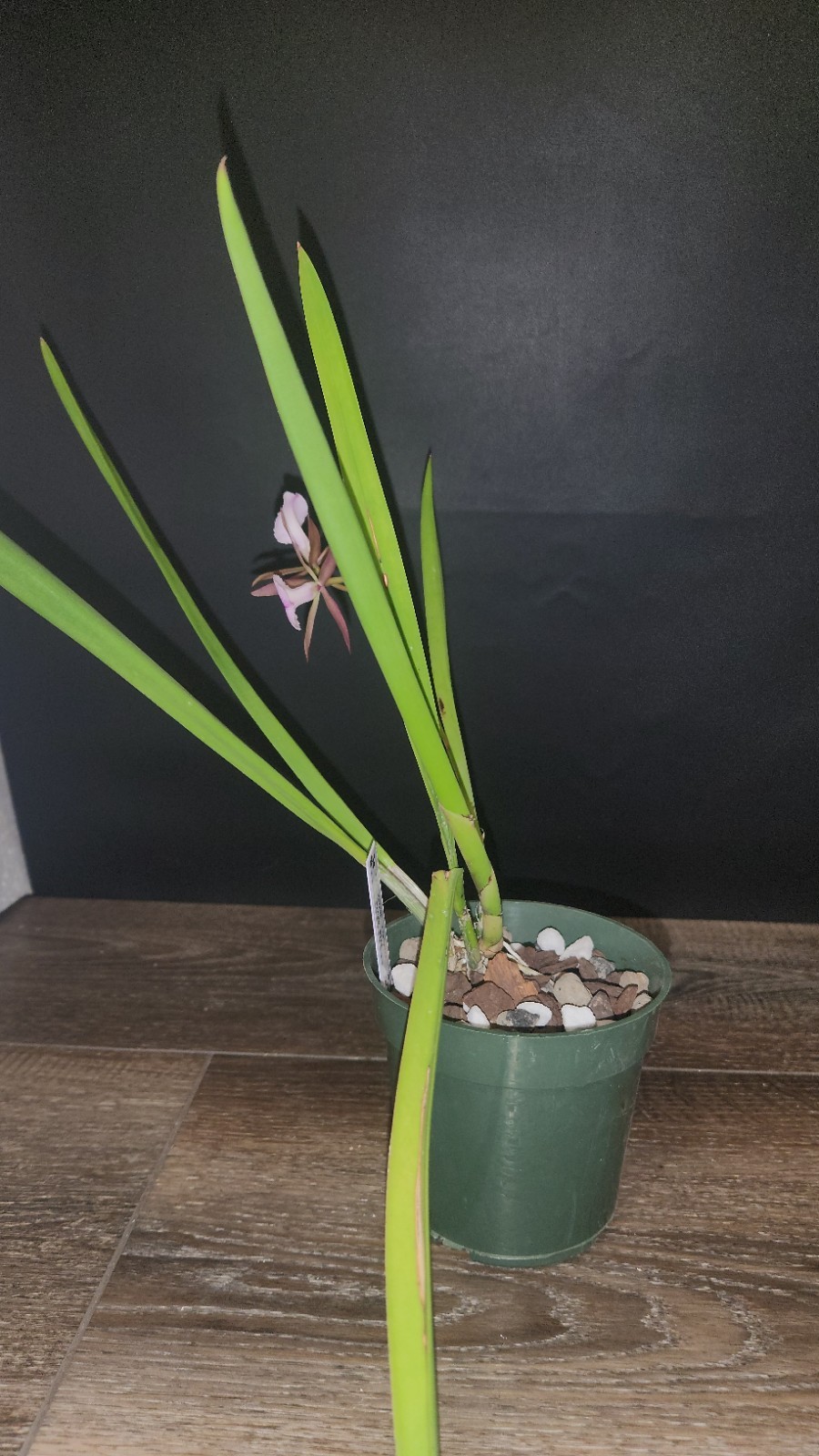 Encyvola Jairak Treasure ‘Brown Bird’ 3.5″ Pot BS Division