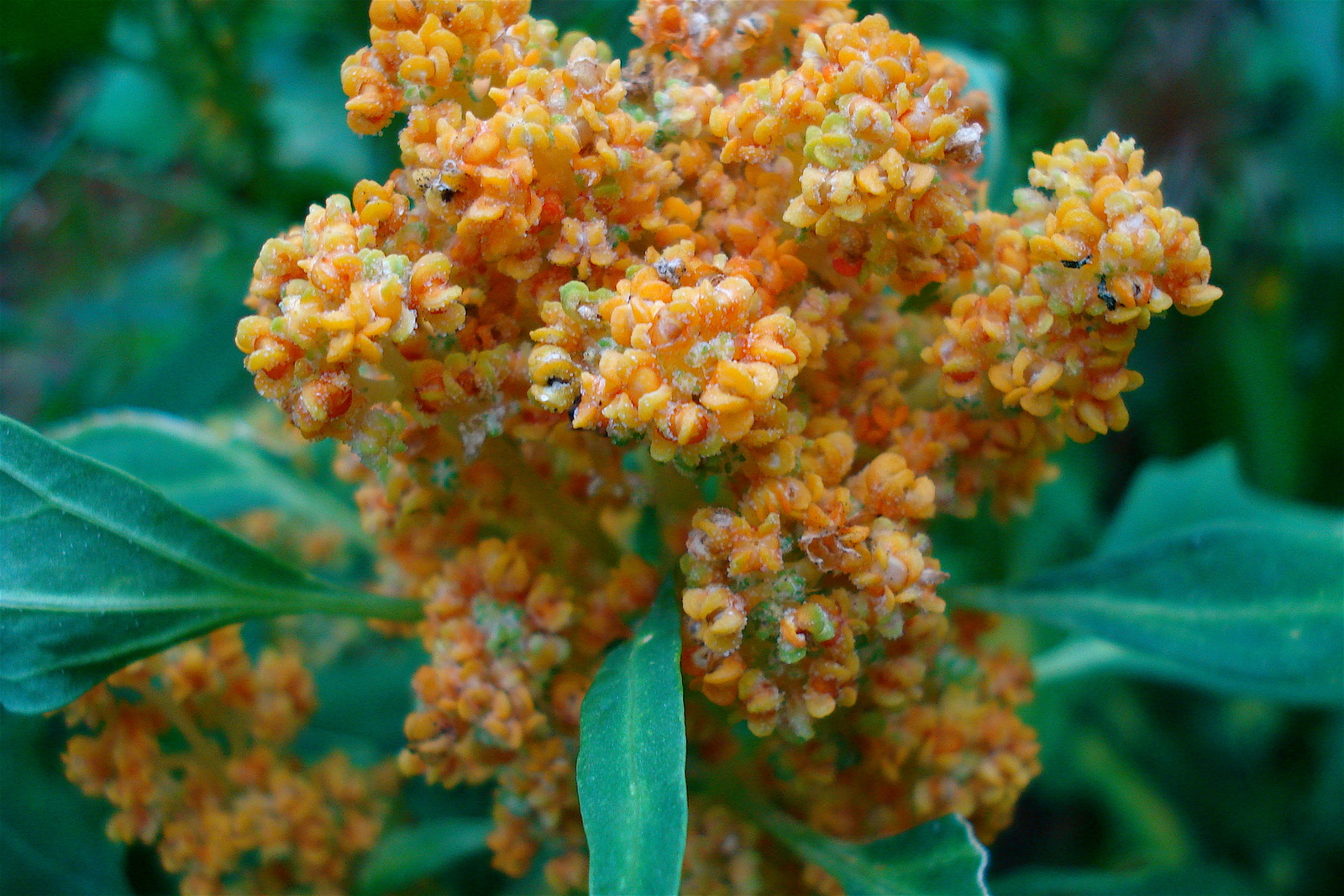 2,000 CHENOPODIUM QUINOA Seeds (Quinoa) | NON-GMO | Free shipping | Plant seeds