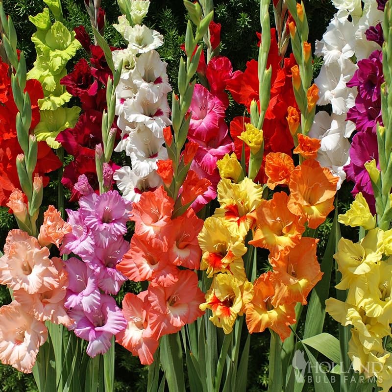 Grower Special Mix Gladiolus Flower Bulbs – 100 Bulbs Assorted Colors – Make …