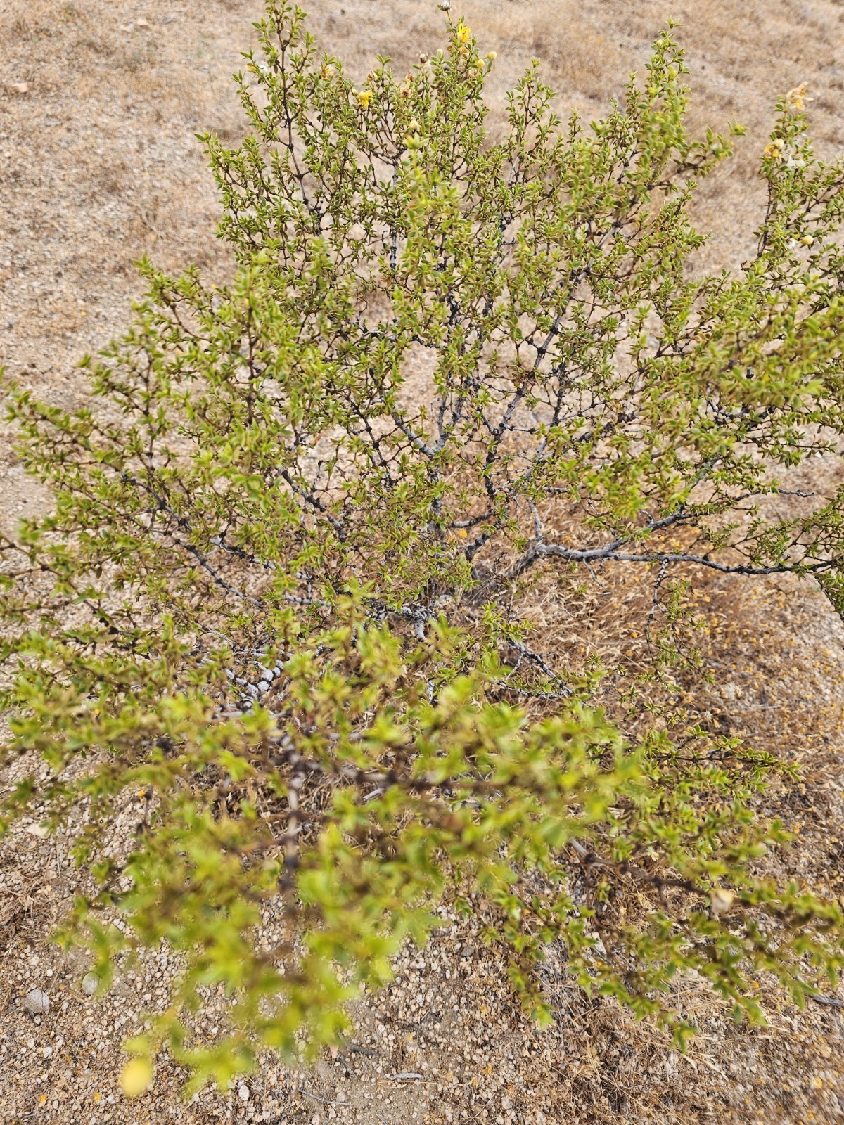 Creosote Bush (Larrea tridentata) Fresh picked branches, 3 lbs; [Farmed]