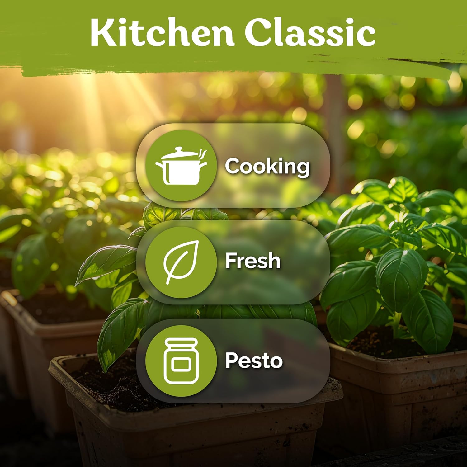 2000 Italian Basil Seeds for Planting (Ocimum Basilicum) – Sweet Genovese Basil,