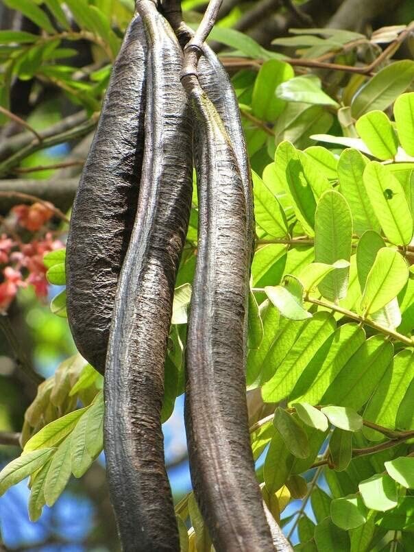 Pink Shower Tree Seeds for Planting (10 Seeds) – Cassia grandis …
