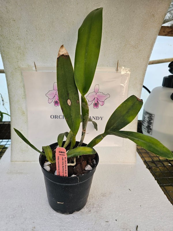 Blc Mem Helen Brown x Blc Kitty Mattheny 5 Inch Pot 3C32