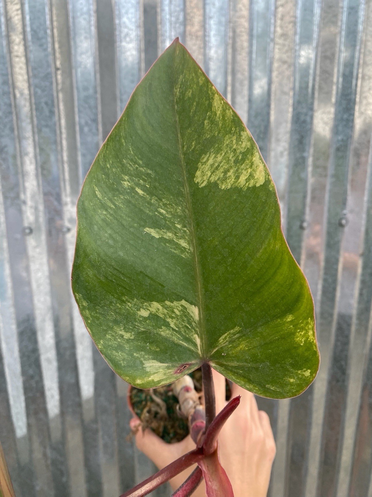 #28 Philodendron Strawberry Shake Aroid 4” Pot Plant Monstera Houseplant