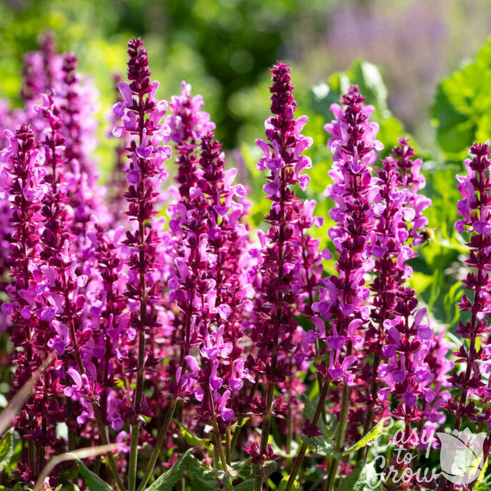 Salvia Lyrical Rose 2 Potted Plants – Rooted in Quart Pots, Easy to Grow