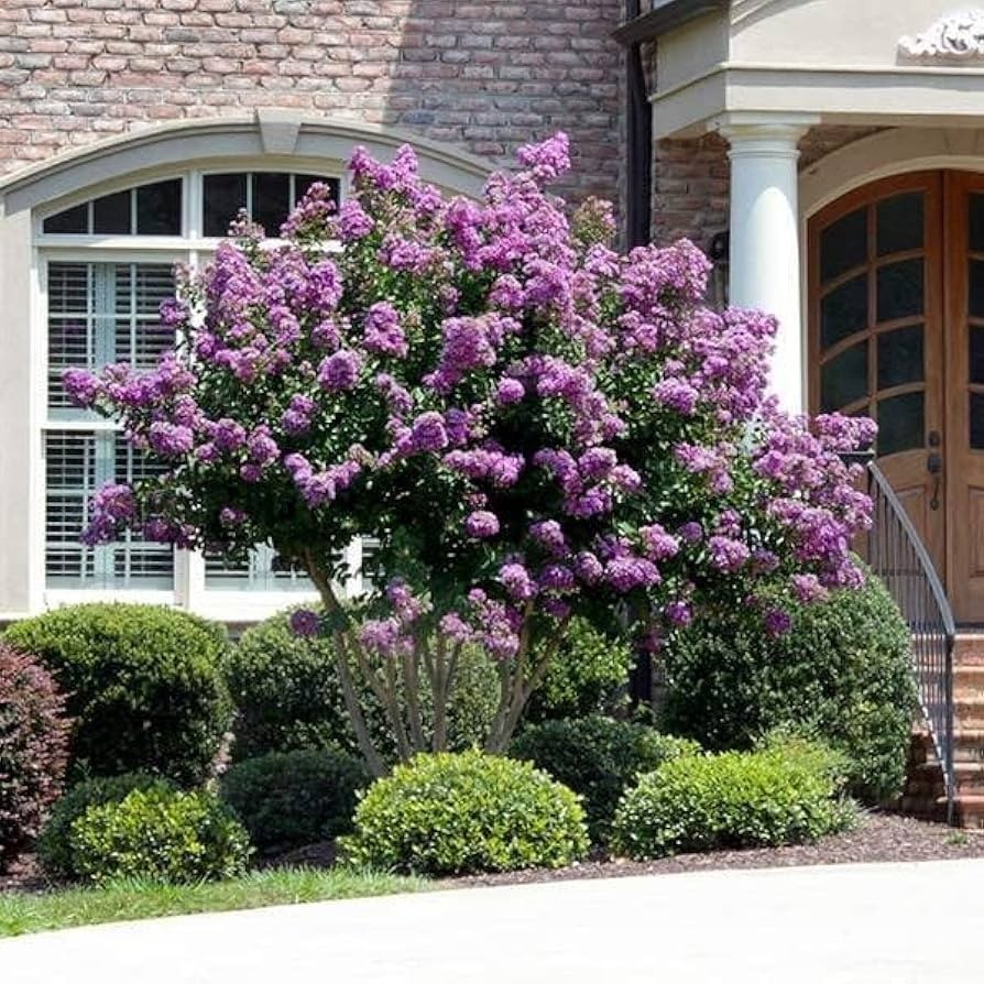 1 Purple Crape Myrtle 12-18″ Bare Root Starter Plant