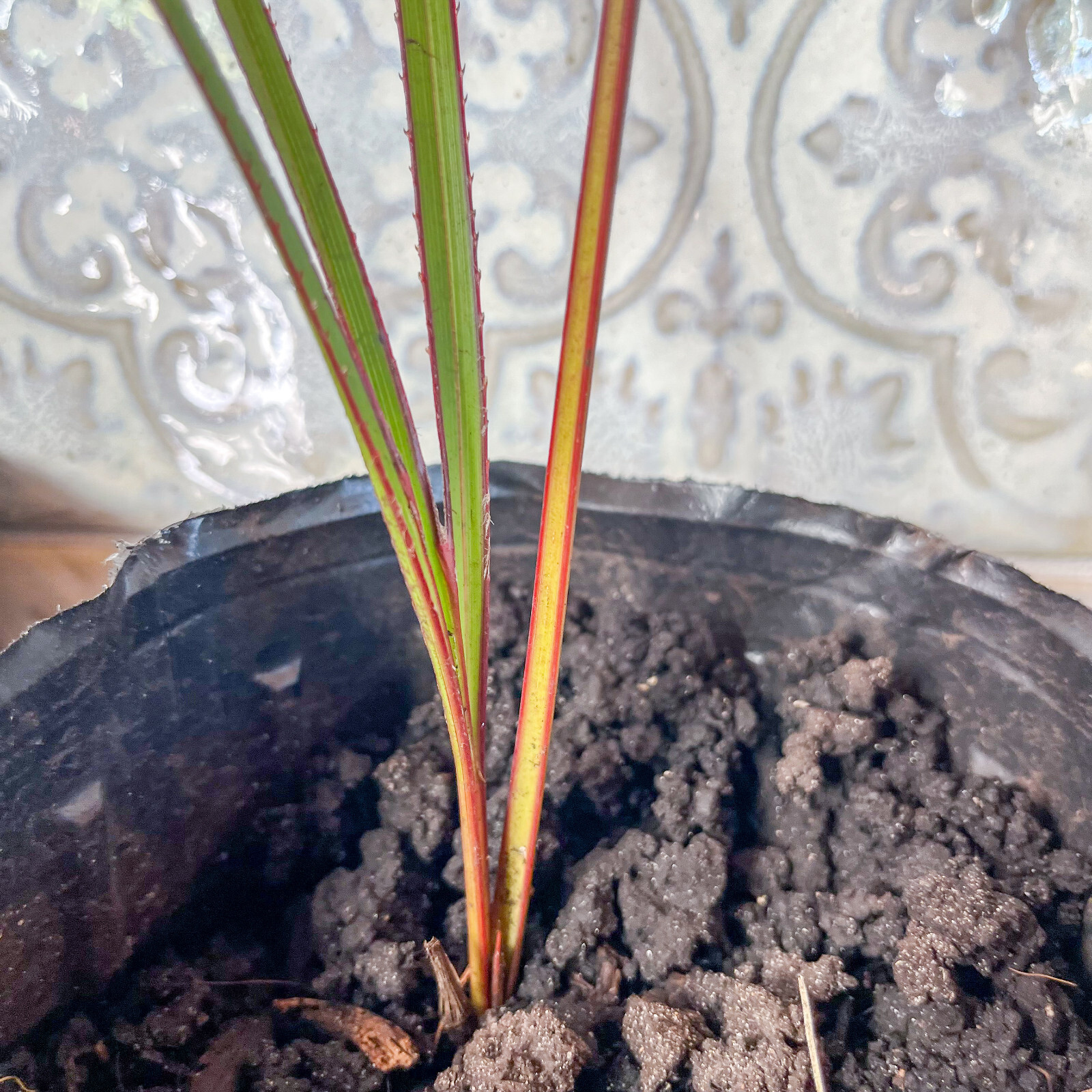🌴 Latania Palm Seedlings- 6″-10″ Tall – FREE Shipping – Add to your collection!