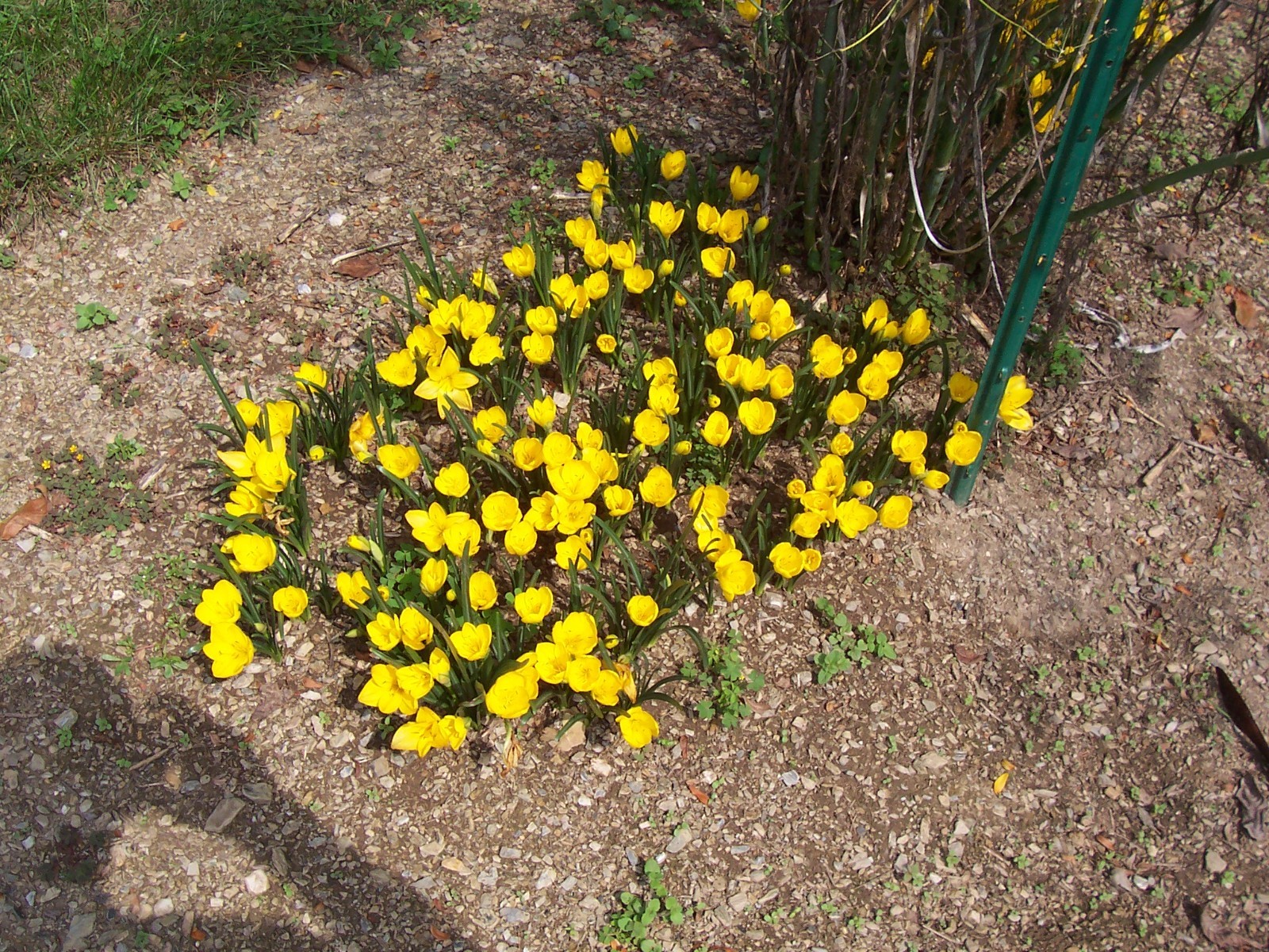 10 LARGE Fall Blooming Crocus Bulbs Autumn Daffodil Sternbergia Lutea Live Plant