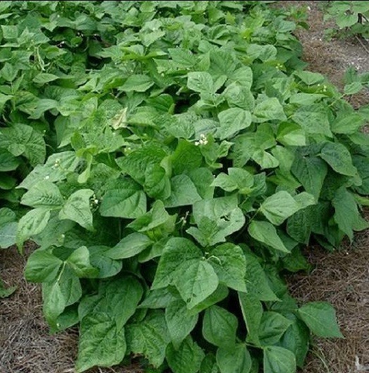 Kentucky Wonder Bush Green Beans 12 Seeds Heirloom Fun to grow!
