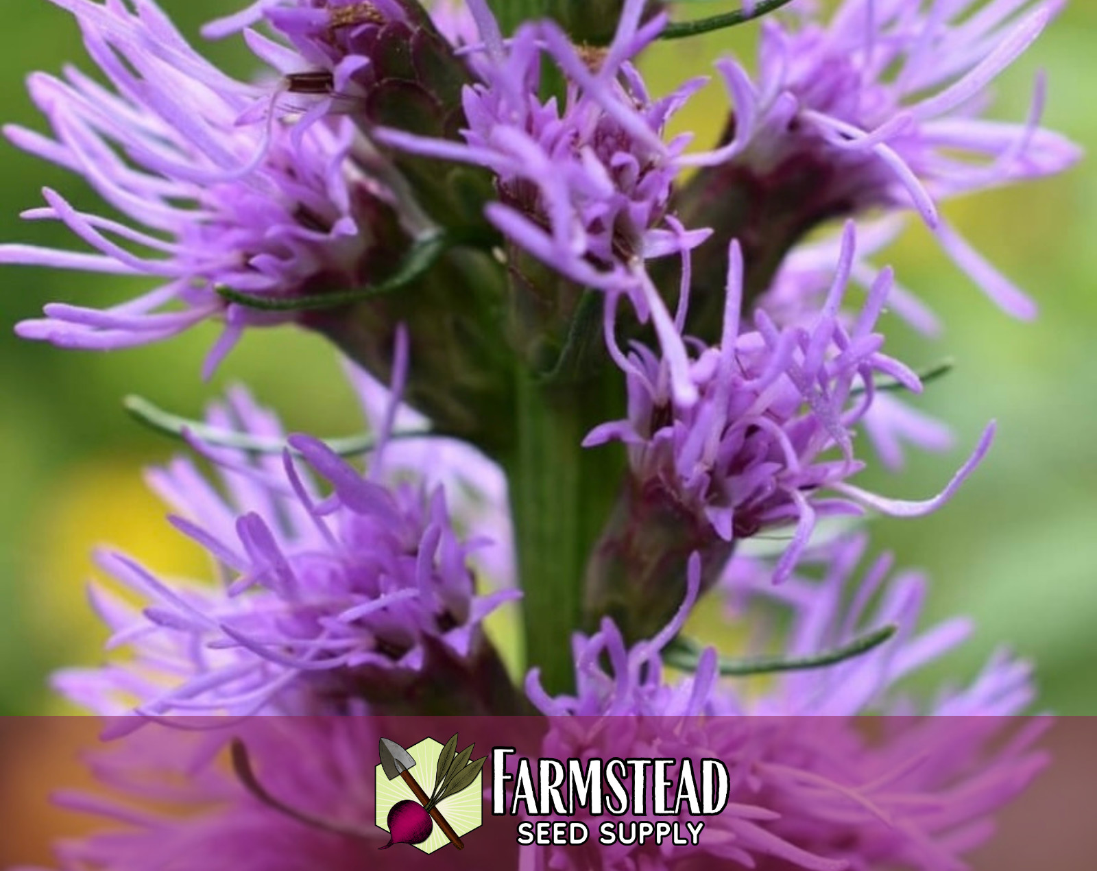 500+ Marsh Blazing Star Seeds | Native Wildflower Flower Garden, Liatris spicata