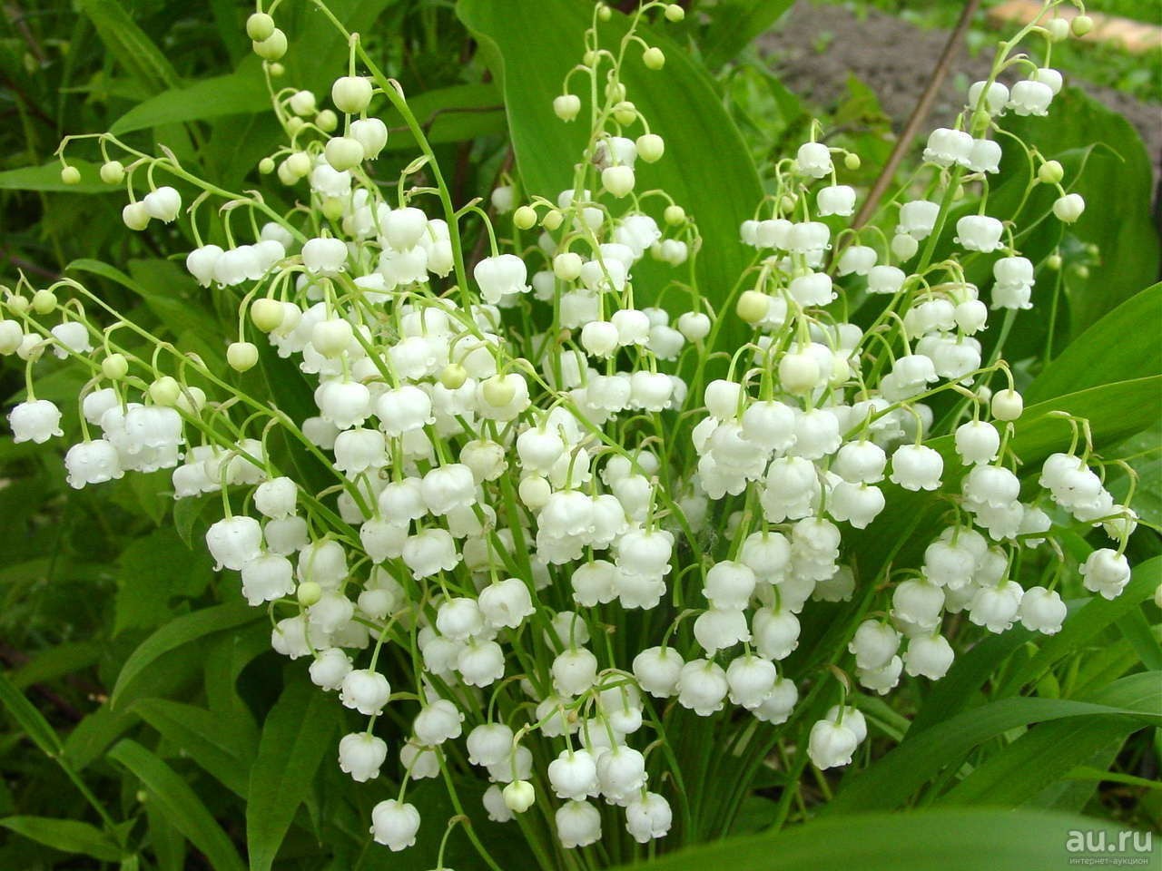 LILY of the VALLEY 30 PIPs BAREROOTS Freshly harvested Glower Bloom in Spring