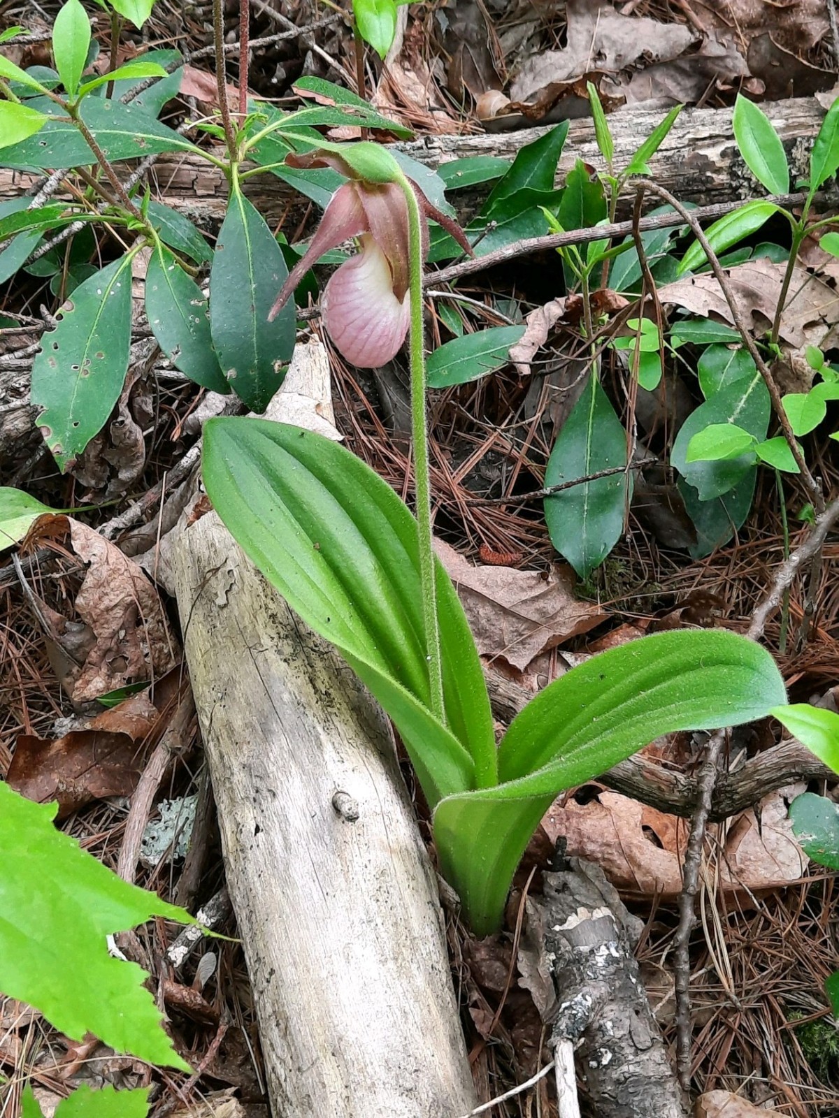 (4) Pink Lady’s Slipper (Cypripedium Acaule) cypripedium