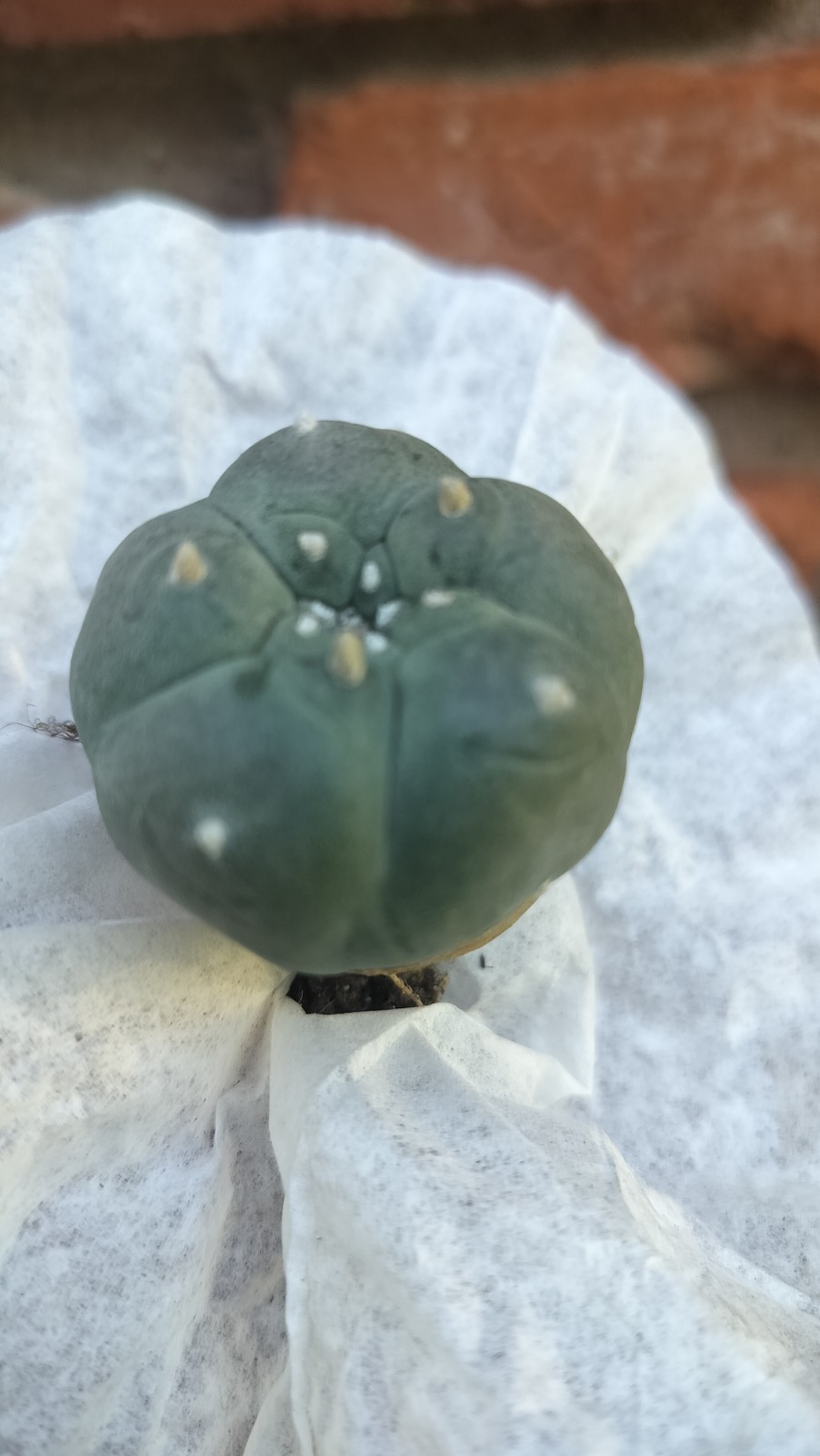 Rare Button Shaped Cactus ( Exact Cactus )