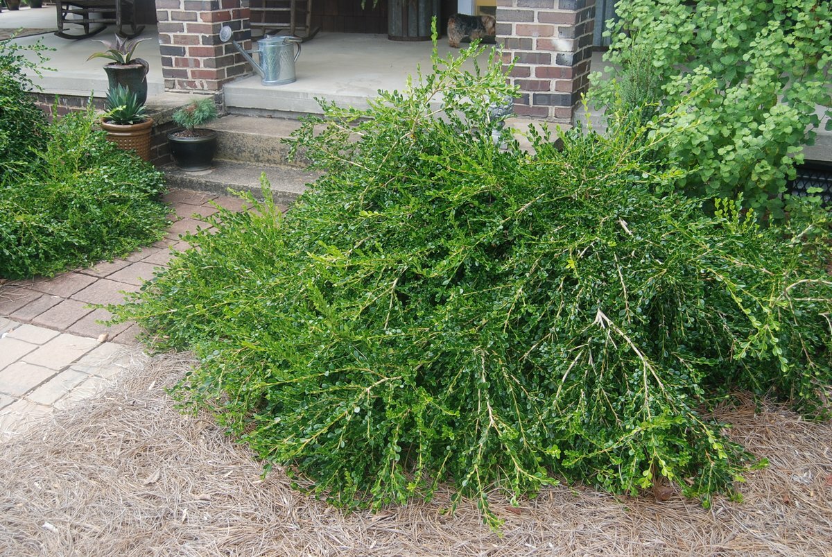 Unraveled Weeping Boxwood ( Buxus ) – Live Plant – ( 1 QT )