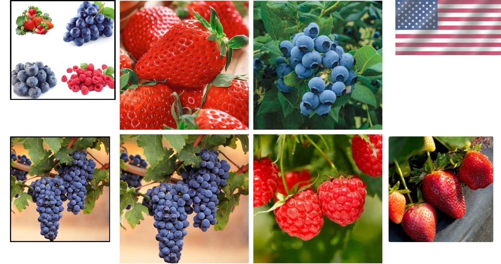 Ultimate 1000+ Fruit Seeds: Non-GMO Strawberry, Raspberry, Blueberry Collection