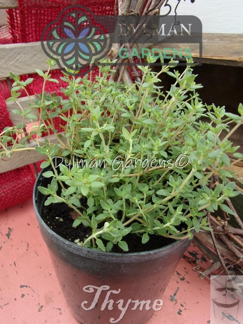 Common Garden Thyme Plant (Thymus vulgaris) Culinary Herb – Multiple Sizes
