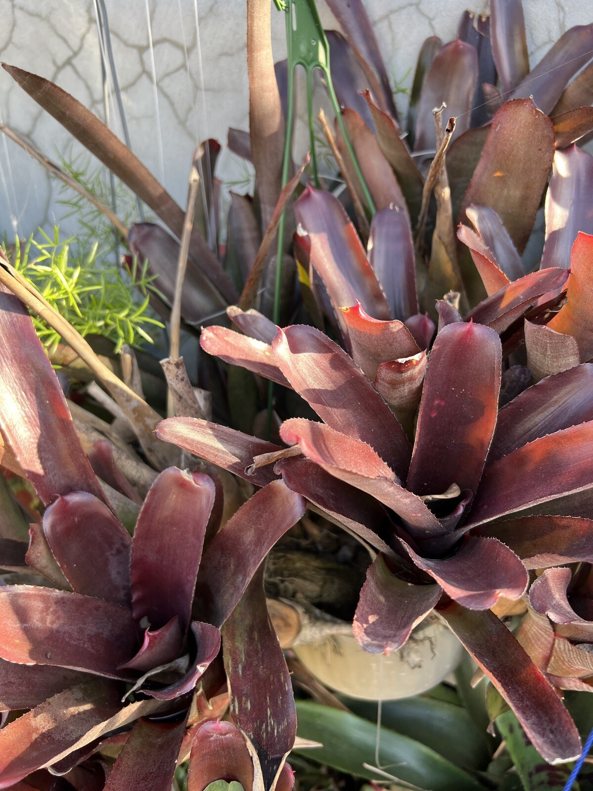 Exotic LANDSCAPE 2 pups Bromeliad red purple colorful -unbranded-