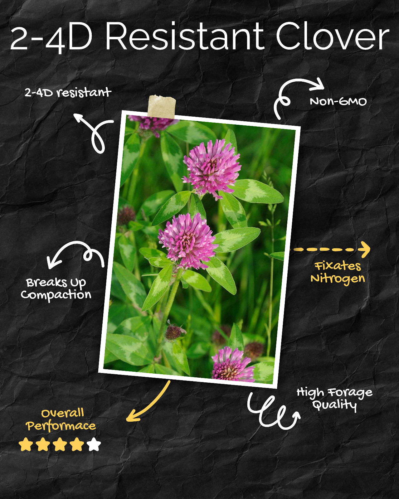 Q Clover Medium Red Clover | 2-4D Resistant Non-GMO Seed for Food Plots 1/2 ac