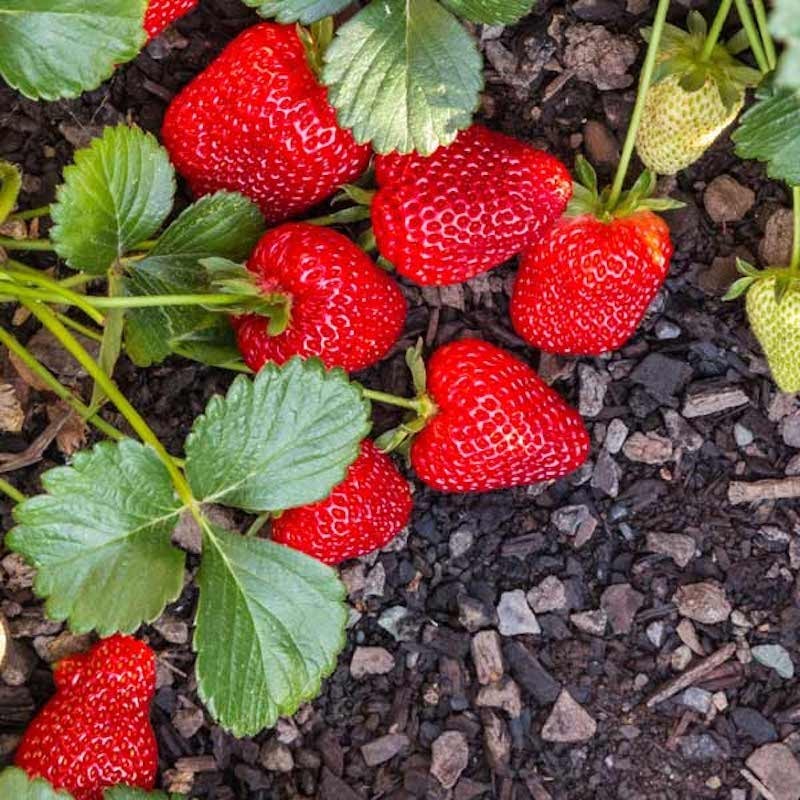 5 Seascape Strawberry Everbearing Bare Roots – Fragaria x ananassa
