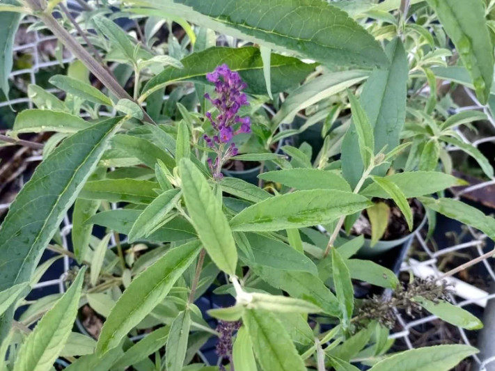 Black Knight Buddleia – 4-8″ Tall – Dark Purple Butterfly Bush for Pollinator